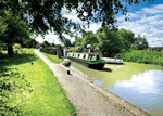 Wild Sorrel in Napton Junction, Warwickshire, Canals