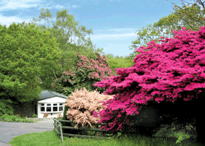 Elm in Porthmadog, Gwynedd, North Wales.