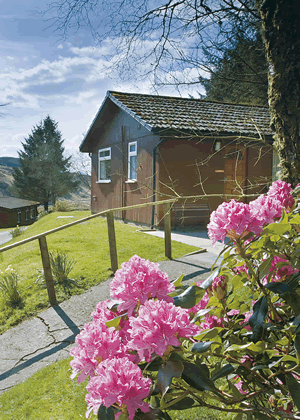 Highland Conifer in Glen Oban, Argyll, West Scotland.