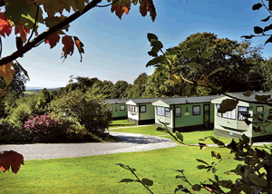 Langstone Honeysuckle in Tavistock, Devon, South West England