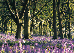  in Harrogate, Yorkshire Dales, North West England